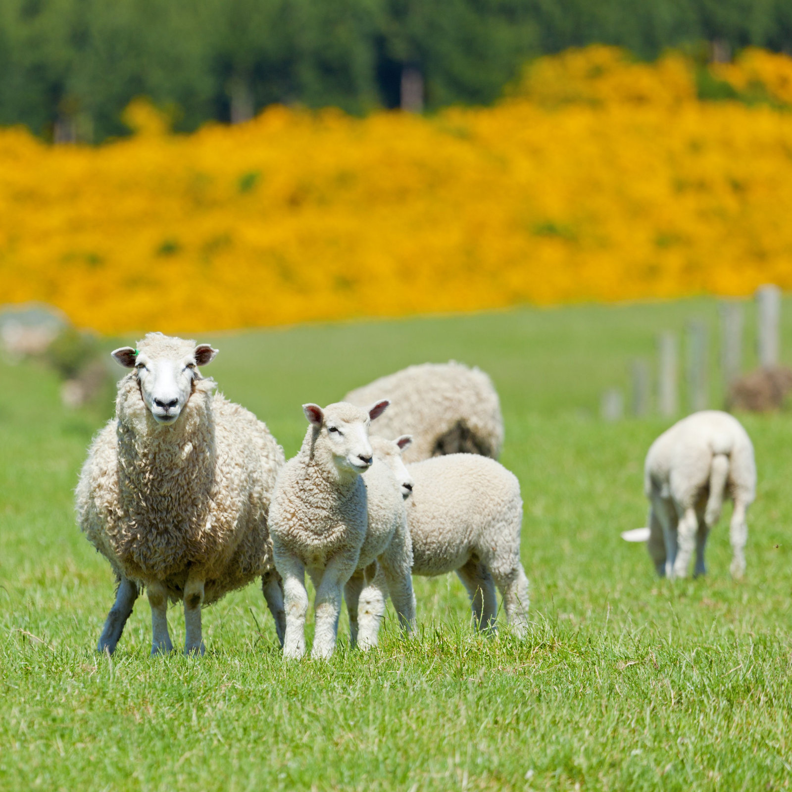 Scottish sheep and lambs grazing in an open green field