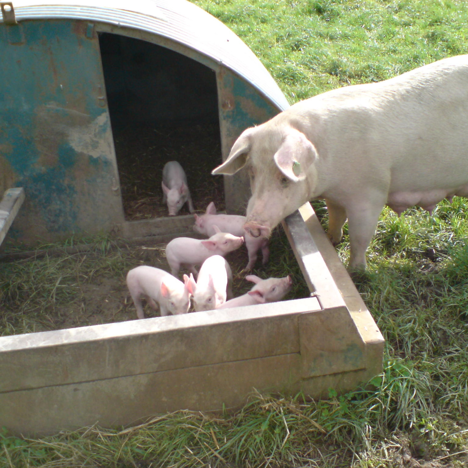 Free-range pigs and piglets at a trough in a Scottish field